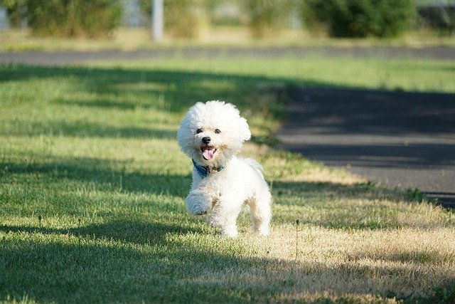 dog, pet, sweet, animals, pets, animal, bichon, bichon frise, run, portrait, outdoor, dog look, action, nature, park