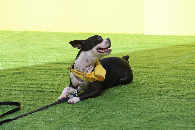 boston terrier, dog command, stay, dog competition, trust, attachment, companionship, esteem, calm, experience, stop, walk, dog obedience, green stop, boston terrier, boston terrier, boston terrier, boston terrier, boston terrier