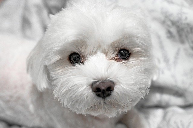 pet, nature, dog, maltese, canine, breed, animal, mammal, fur Maltês