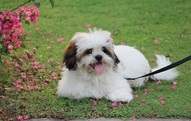 noddy, lhasa apso, cute puppy, coco, pet, playful, puppy, adorable, lovely, friend, love, animal, dog, lhasa apso, lhasa apso, lhasa apso, lhasa apso, lhasa apso