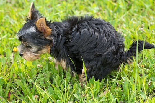 Adorable Yorkshire Terrier puppy exploring lush green grass outdoors on a sunny day. xixi