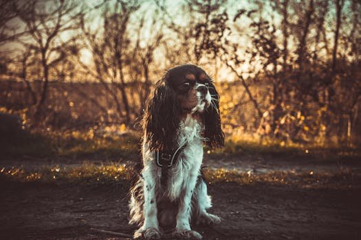Cute Cavalier King Charles Spaniel sitting in a sunlit park during autumn, showcasing its adorable features.
