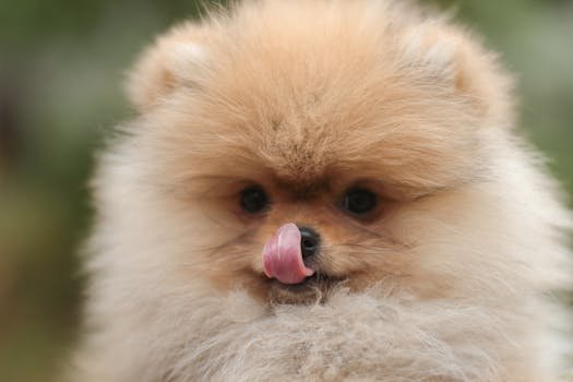 Charming close-up of a fluffy Pomeranian puppy licking its nose in an outdoor setting. spitz