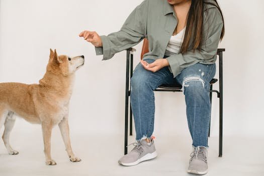Woman sitting and training a Shiba Inu dog indoors in a studio setup. barulho