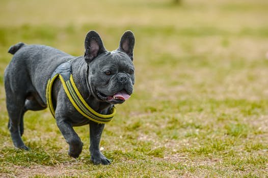 Adorable French Bulldog strolling on grass, wearing a harness, symbolizes companionship and joy.