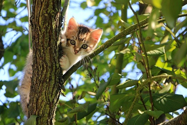 Entenda por que dizem que o gato tem sete vidas. Descubra a origem histórica no Egito e a explicação científica da física por trás dos saltos e quedas felinas.