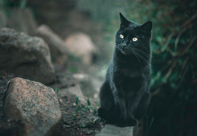 Entenda por que gatos e cachorros olham para o vazio e parecem ver espíritos. Descubra a explicação científica da visão UV e da audição ultrassônica.