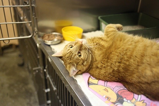 Saiba tudo sobre a Parvovirose e a Panleucopenia, as doenças mais letais para cães e gatos. Aprenda a identificar os sintomas e a importância da vacinação.