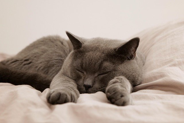 Descubra o real motivo por trás do gesto de amassar pãozinho dos gatos. Entenda a relação com a infância, marcação de território e afeto felino.