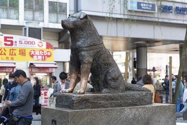 Conheça a história real e emocionante de Hachiko, o cão que esperou seu dono por 10 anos na estação de trem. Saiba detalhes sobre a raça Akita e seu legado.