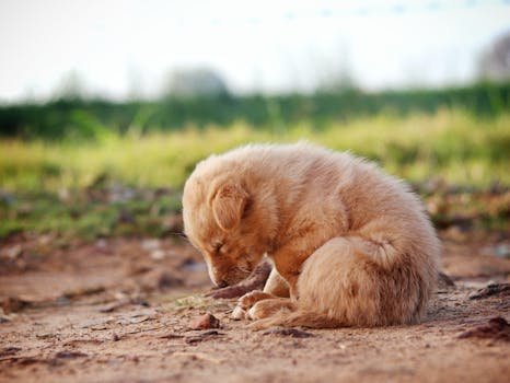 Descubra o que a psicologia diz sobre o perfil de quem maltrata animais. Entenda a Teoria do Elo e a conexão entre a crueldade pet e a violência social.