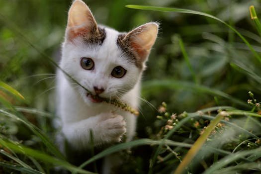 Conheça as plantas ornamentais que são venenosas para cães e gatos. Saiba como identificar os sintomas de envenenamento e quais espécies são seguras para seu pet.