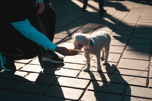 Entenda por que a ração é superior aos restos de comida para a saúde do seu pet. Descubra como a nutrição moderna aumentou a expectativa de vida de cães e gatos.