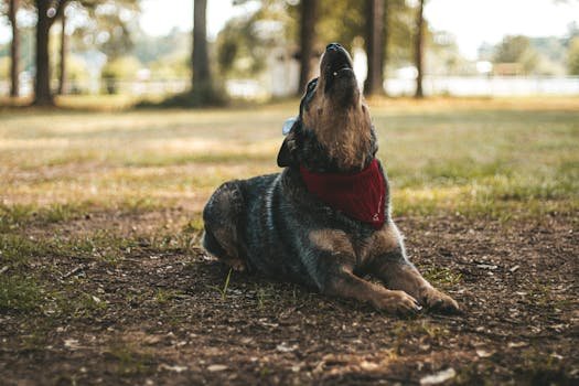 Descubra por que os cães uivam e o que esse comportamento ancestral significa. Entenda se é saudade, instinto ou resposta a sirenes no guia Pet Care Angel.