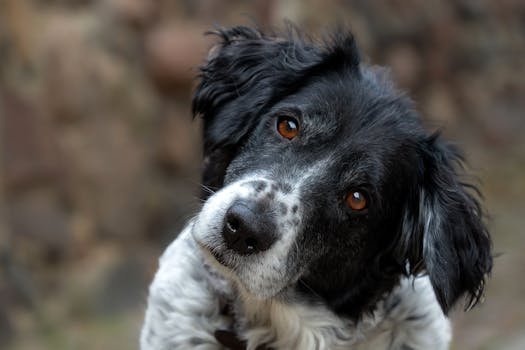 Descubra a ciência por trás da inclinação de cabeça dos cães. Entenda como eles usam esse gesto para ouvir melhor e ler nossas expressões.