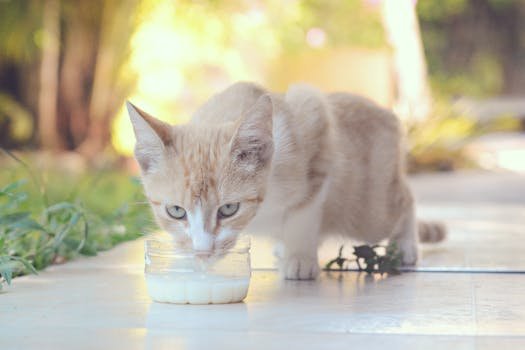 Conheça a lista completa de alimentos que seu gato nunca deve comer. Saiba por que leite, cebola, alho e outros itens comuns são perigosos para a saúde felina.