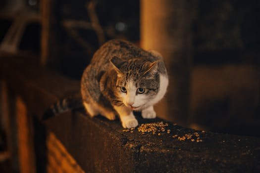 Entenda os riscos de deixar seu gato sair sozinho para a rua. Saiba como a vida indoor aumenta a expectativa de vida e como gatificar sua casa com segurança.