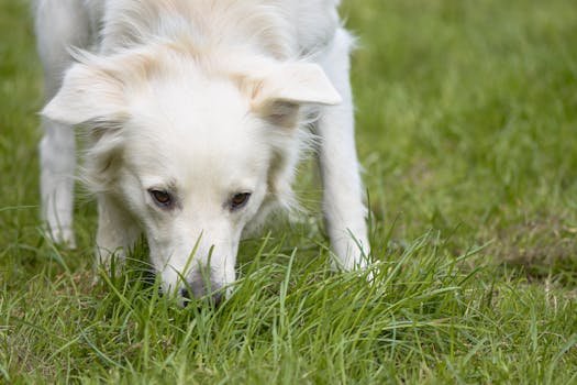 Entenda os motivos reais que levam os cães a comerem grama. Saiba se é falta de vitaminas, dor de estômago ou instinto biológico no guia Pet Care Angel.