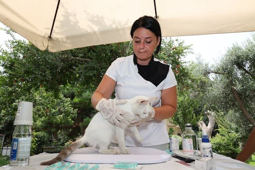 Descubra quais vacinas seu gato precisa tomar. Entenda as diferenças entre V3, V4 e V5 e saiba a importância da vacina antirrábica para felinos.