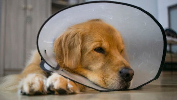 Descubra por que você não deve deixar seu cachorro lamber feridas ou pontos cirúrgicos. Entenda os riscos de infecção e como proteger seu pet.