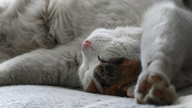 Descubra o motivo real por trás das longas sonecas dos felinos. Entenda o instinto de caça, o ciclo de sono REM e quando o sono do seu gato pode ser sinal de doença.