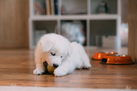 Saiba quanto tempo um cachorro pode ficar sozinho em apartamento. Aprenda estratégias para evitar a ansiedade de separação e garantir o bem-estar do seu pet.