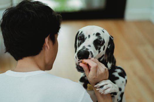 Dos alimentos que seu cachorro nunca deve comer. Saiba por que uvas, xilitol, cebola e outros itens comuns podem ser fatais para o seu pet.