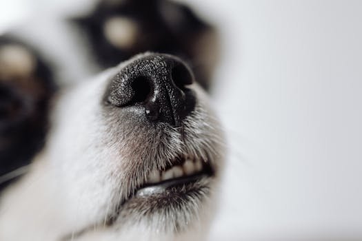 Entenda o motivo biológico por trás do hábito dos cães de cheirarem as partes íntimas de outros animais e humanos. Descubra como funciona o olfato canino.