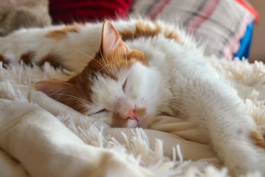 Saiba o que significa a posição em que seu cachorro ou gato dorme. Descubra o que a ciência diz sobre confiança, instinto e sonhos dos pets.