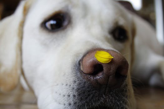 Entenda a ciência por trás do hábito dos cães de cheirarem o bumbum. Descubra o que eles aprendem com esse "cartão de visitas" químico e por que você não deve impedir.