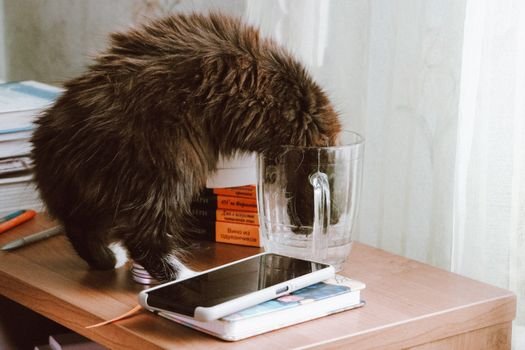 Seu gato bebe pouca água? Descubra estratégias práticas e integrativas para incentivar seu felino a beber mais água e previna a doença renal crônica.