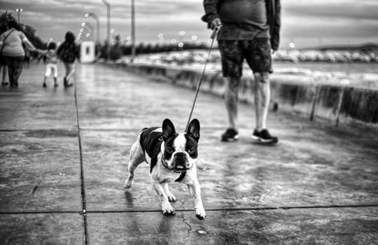 Aprenda como treinar seu cachorro para se comportar em restaurantes e cafés dog-friendly. Dicas práticas de controle de impulsos e relaxamento em lugares públicos.