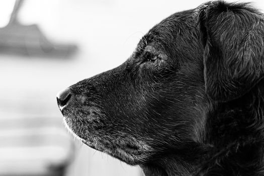Pensando em adotar pet idoso ou especial? Confira o guia definitivo sobre adaptação ambiental, custos médicos e cuidados comportamentais para garantir o bem-estar do pet.