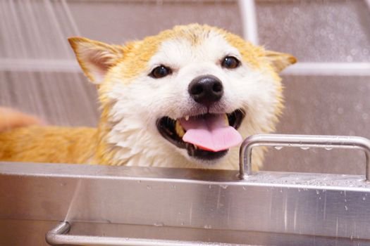 Xampu vegano para pets vale a pena? Entenda como o banho vegano e sem parabenos protege a pele sensível do seu cão contra alergias e desregulação endócrina.