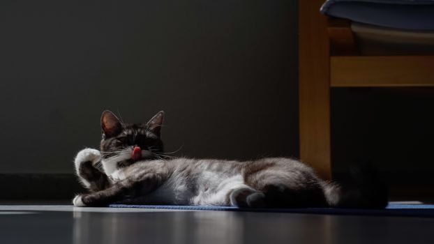O que são lick mats? Entenda como os tapetes de lamber ajudam a reduzir a ansiedade de cães e gatos através do estímulo cognitivo e do relaxamento natural.