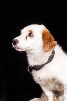 Seu pet tem manchas de lágrimas ácidas? Aprenda o passo a passo seguro para a limpeza dos olhos em raças claras e descubra como prevenir a oxidação do pelo.