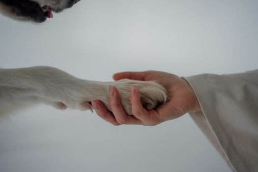 Quer saber o que é veterinária integrativa? Entenda quando ela é indicada para o seu pet, quais os benefícios da associação de terapias naturais e como tratar dores e ansiedade.
