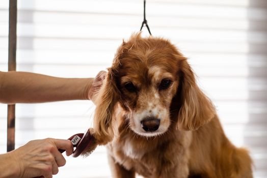 Tosa higiênica em excesso faz mal? Entenda por que raspar demais algumas raças destrói a termorregulação e causa alopecia pós-tosa e dermatite crônica.