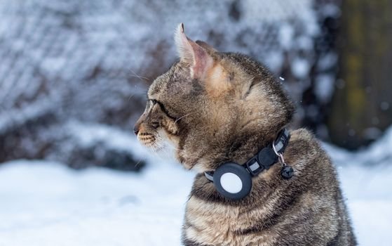 Coleiras inteligentes e rastreadores GPS valem a pena? Conheça as tecnologias de geolocalização e monitoramento de saúde para proteger o seu pet de fugas e doenças.
