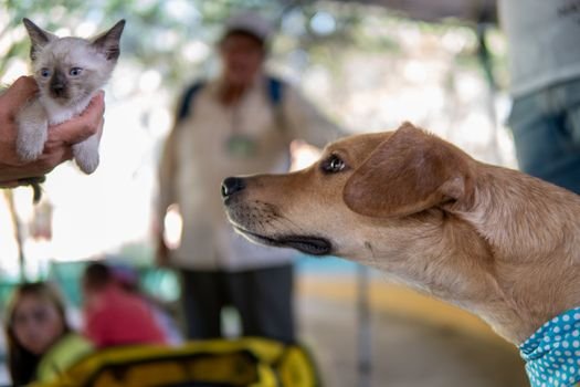Aprenda como introduzir um segundo pet na família sem gerar brigas. Confira o protocolo de transição gradual e manejo de recursos para evitar o estresse animal.