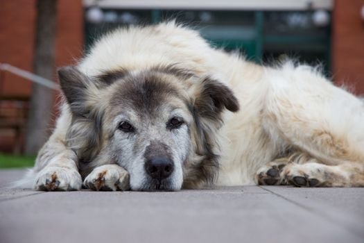 Seu cão idoso está andando devagar? Conheça os 5 sinais silenciosos de problema nas articulações em cães e descubra como aliviar a dor com dicas de veterinária integrativa.