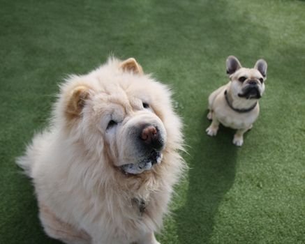 Procurando creche para pet? Conheça os critérios técnicos essenciais, como proporção de monitores, pisos adequados e gestão de descanso, para escolher o melhor daycare.
