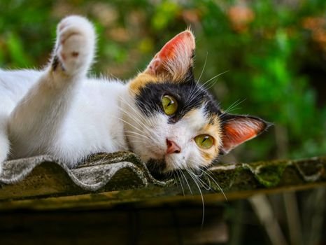 Aprenda como cortar a unha do gato em casa de forma segura e sem arranhões. Guia prático de dessensibilização e anatomia da garra para tutores iniciantes.