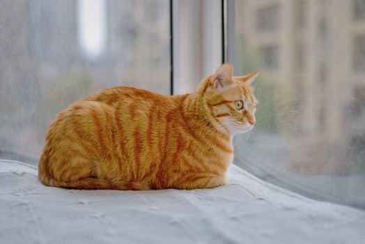 Mora em apartamento com gato? Aprenda a gatificar seu espaço gastando pouco com dicas práticas de verticalização, enriquecimento ambiental e móveis funcionais.