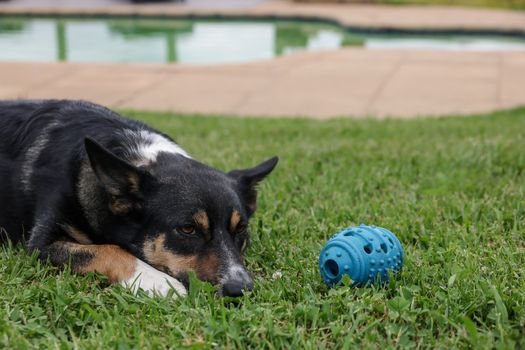 Brinquedos interativos para pets funcionam? Descubra quais modelos de inteligência realmente reduzem o tédio e a ansiedade de cães e gatos em casa.