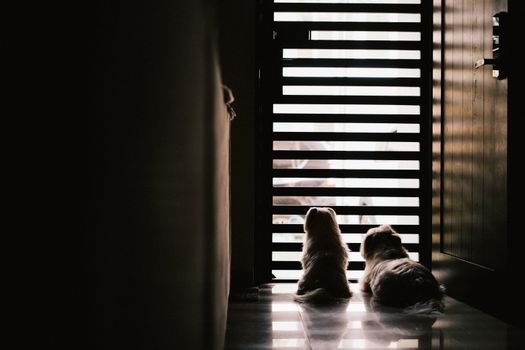 O home office acabou? Saiba como treinar seu pet ficar sozinho em casa de forma gradual e sem estresse através de técnicas de enriquecimento e manejo comportamental.
