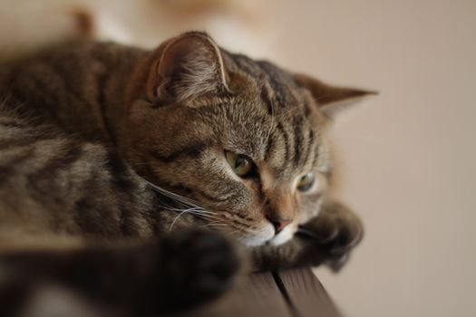 Seu gato fica estressado quando você viaja? Conheça a Síndrome de Ansiedade de Separação, aprenda a identificar os sinais de ansiedade de separação e veja como tratar o felino.