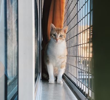 Mudar de casa com gato? Confira o passo a passo técnico para fazer a transição residencial sem estressar ou traumatizar o seu felino doméstico.