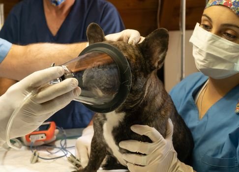 exames preventivos, cão idoso, check-up veterinário, saúde canina sênior, geriatria veterinária, insuficiência renal cães, cardiologia veterinária,