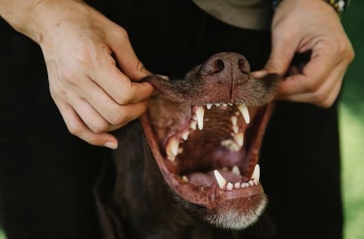 Aprenda como escovar os dentes do cachorro sem estresse. Confira o guia prático de dessensibilização, escolha os melhores acessórios e previna o tártaro canino.